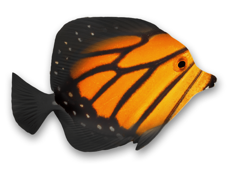 Super Me! Programs, monarch fish