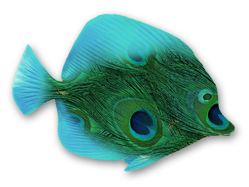 Super Me! Programs, peacock fish