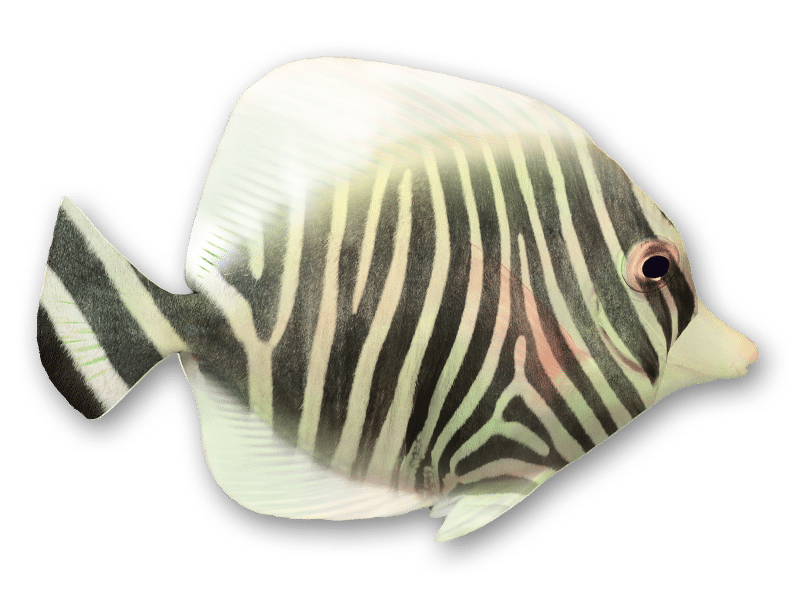 Super Me! Programs, zebra fish